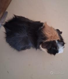 Cavie porcellini d'india