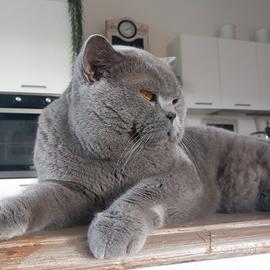 Monta british shorthair