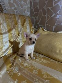 Pincher chihuahua maschio