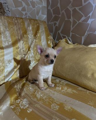 Pincher chihuahua maschio