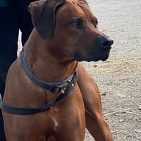 Rhodesian Ridgeback