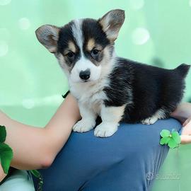 Welsh corgi Pembroke pedigree ENCI