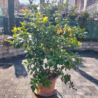 piante limone 