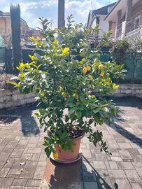piante limone 