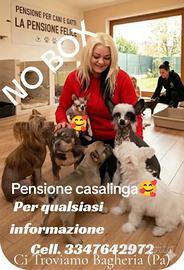 pensione per cani 