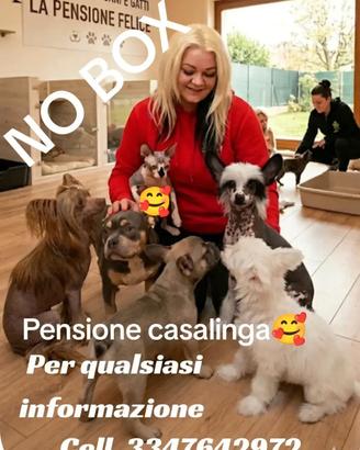 pensione per cani 