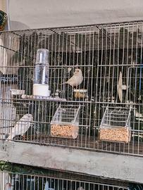 Coppia di canarini bianchi con gabbia 65