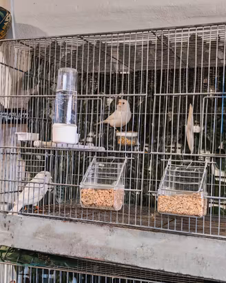 Coppia di canarini bianchi con gabbia 65