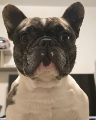 Bulldog Francese
