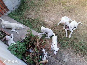 Cuccioli di maremmano