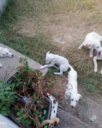 Cuccioli di maremmano