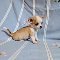 Mini cucciolo chihuahua, allevamento enci