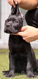 Cuccioli cane corso