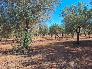 oliveto 