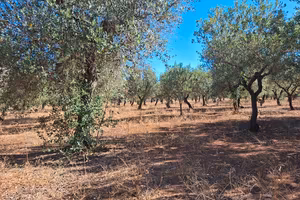 oliveto 