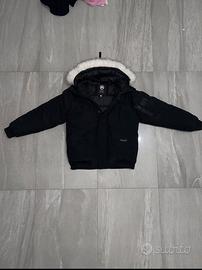 Canada goose