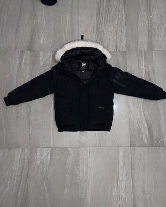 Canada goose