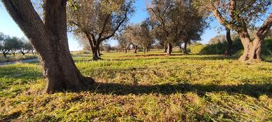Terreno agricolo