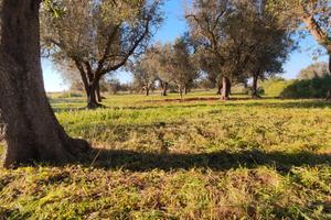 Terreno agricolo