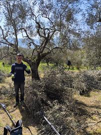 Candidato potatore certificato olivo ,giardiniere