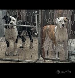 Amstaff