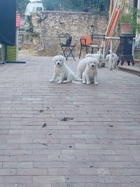 Cuccioli di pastore maremmano abruzzese