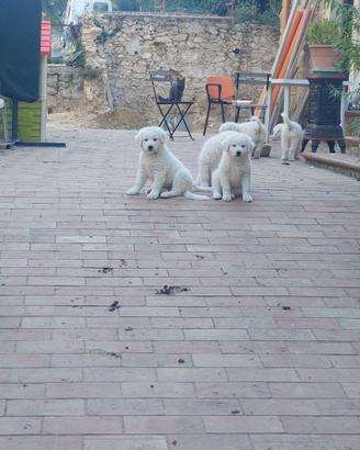 Cuccioli di pastore maremmano abruzzese