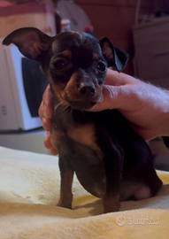 Pinscher nano