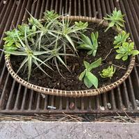 Vasetto piante grasse