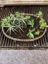 Vasetto piante grasse