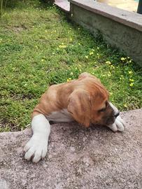 Cuccioli tipo Amstaff