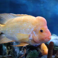 Red Devil Amphilophus labiatus