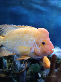 Red Devil Amphilophus labiatus