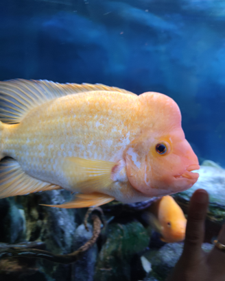 Red Devil Amphilophus labiatus