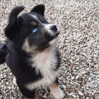 Cuccioli Labsky/Huskador (ultima)