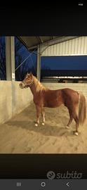 cavallo aveglinese