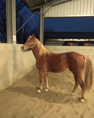 cavallo aveglinese