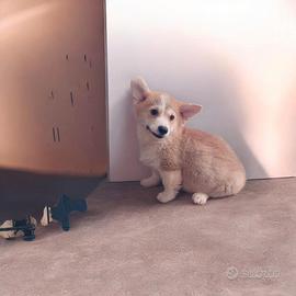 Welsh corgi Pembroke