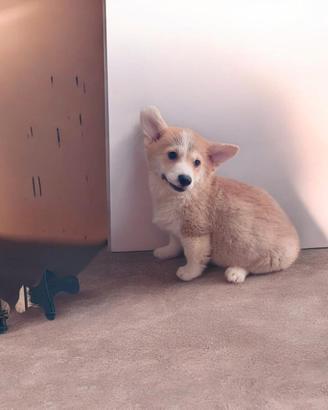 Welsh corgi Pembroke