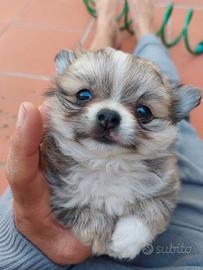 Chihuahua maschio pelo lungo