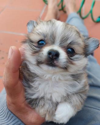 Chihuahua maschio pelo lungo