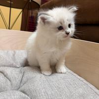Cucciolo Ragdoll con Pedigree