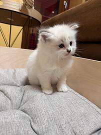 Cucciolo Ragdoll con Pedigree