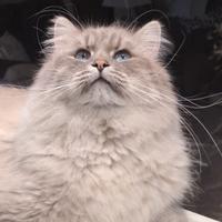 Gatto Siberiano per monta