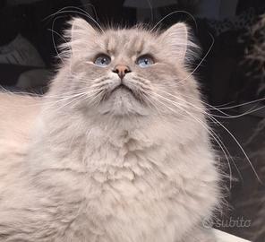 Gatto Siberiano per monta