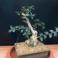 Bonsai Olviastro
