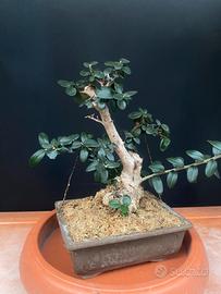 Bonsai Olviastro