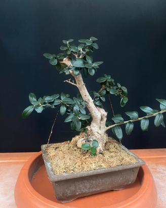 Bonsai Olviastro