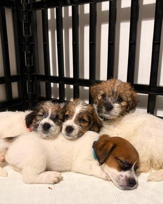 Cuccioli Jack Russell Terrier con Pedigree