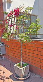 Albero di melo in vaso